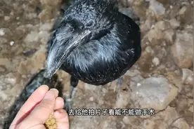 趁着2022年的第一场雪，去迎接新的造粪鸡，世界上最大的乌鸦