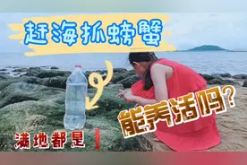 娃去海边抓了28只小螃蟹，拿回家怎么养？喂它们吃啥？能养活吗？