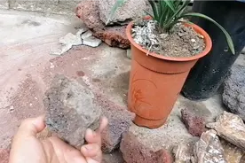 兰花植料火山石的两种区分。