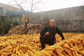 玉米收获后连续阴雨天，有经验农民都这样储存，玉米不发芽不霉变视频封面