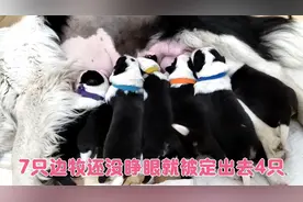 边牧一窝7只，出生的第5天，眼睛还没睁开就被预定出去了4只