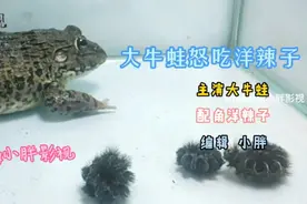 大牛蛙怒吃三只洋辣子