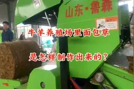 牛羊养殖场里的面包草是怎样制作出来的？视频封面