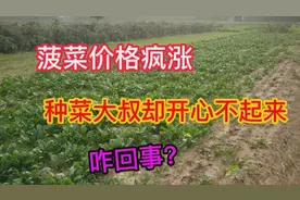 实拍河南菠菜价格暴涨，种菜大叔却气的直拍大腿，到底发生了啥事视频封面