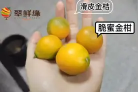 脆蜜金柑和脆皮金橘价格差四五倍，输在哪？？很客观，看完！
