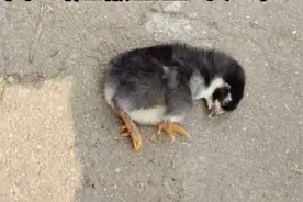 家里刚孵出的小鸡被宝宝踩死啦！视频封面