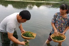 在农村河里的丝草（苦草）也是一道美食，你们吃过吗？#夫妻日常