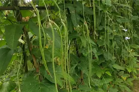 豆角有蚜虫蚂蚁红蜘蛛，别打农药？用上这个配方，一次就搞定视频封面