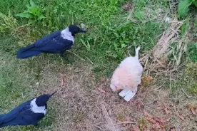 只有狗受伤的世界，这两只鸟把狗打的嗷嗷叫，太凶了！视频封面