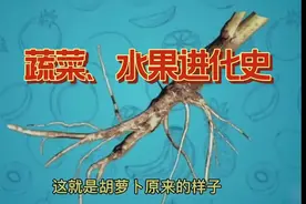 蔬菜水果进化史
