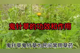 鬼针草的功效和作用