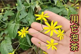 农村常见的野花，泡茶喝眼不花了？不防一起认识一下吧视频封面