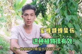 被蜂蛰怎么办？又肿又痛还很痒，这种植物很有用，消肿止痛去蜂毒