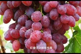 红提子功效与作用