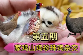 第5期｜公山鸡配家母鸡竟然出壳一只正J杂交小鸡！快来看看吧视频封面