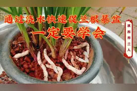 每个月这样浇一次水，促使兰花满盆的水晶根，一看就懂的好方法视频封面