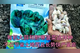 种大蒜时套菠菜，地里撒点东西盖一下，蒜骨头结的大，菠菜叶片肥