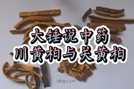 川黄柏与关黄柏，都是黄柏？功效写的都一样，还分什么分呢！