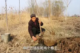 栽树成活妙招，只需两个矿泉水瓶往树根上一套，树苗栽多少活多少