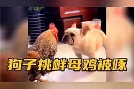 【搞笑配音】狗子挑衅母鸡被啄....这也太逗了吧哈哈......视频封面