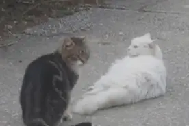 黑猫和白猫的爱情故事视频封面