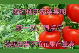 西红柿开花结果期，学会这招，西红柿没病虫害不落花果产量高视频封面