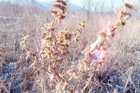 山东中草药之苍耳视频封面