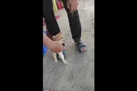 给猫咪做核酸检测！视频封面