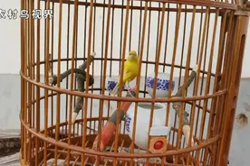 用大鸟笼养小玉鸟，有这么多好处你知道吗？视频封面