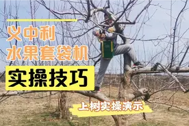 2分钟教会你义中利水果套袋机具体实操技巧！上树搭梯子很方便！视频封面