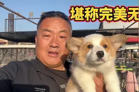 三个月的柯基七白三通，颜值堪称完美无缺，亮哥抱在怀中如获至宝