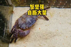 蟹坚强自断大螯，是大限将至了吗