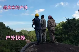 福建真实户外山林里找蜂取蜂蛹，蜂蛹太香了朋友们都吃爽了