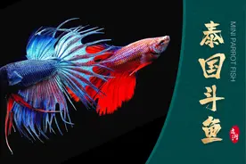 好看又好养的热带鱼都有哪些呢？本期推荐泰国斗鱼