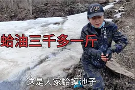 东北母林蛙100多一斤，小刀为了抓蛤蟆摔泥坑里，山里到处能挣钱视频封面