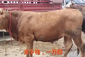 云南农村集市品种小公牛，半七个月左右一万三成交，500斤左右视频封面