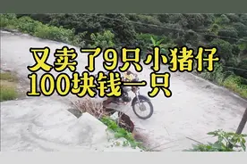 又卖了9只小猪仔100块钱一只，白菜价格，谁买了谁就是赚到了!视频封面