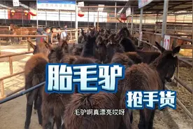 一百多斤的胎毛小驴驹刚卸车就卖了，3000多一头买到就是赚到视频封面