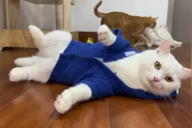 十几只猫半夜听到音乐，全部突然嗨起来，跳舞跳到天亮