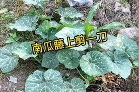 南瓜藤上剪一刀，一棵能结5、6个南瓜，摘心打顶很重要，方法简单