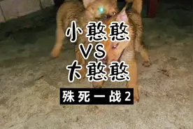 两只小黄狗的生死对决，最终结果意想不到