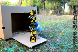 野外狩猎，教你捕捉鸽子，一看就会一学就废