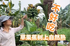 苹果蕉树上自然熟不好吃，青皮采摘放几天才好吃，你知道为什么吗