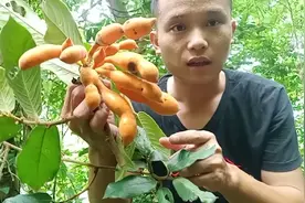 大山里的“野山蕉”, 长相和香蕉一样 是水果中的劳斯莱斯