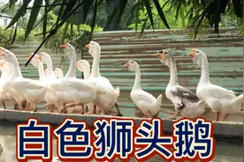 少见一群白色狮头鹅，比普通鹅大了两、三倍，成为看家护院大宠物