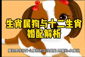 生肖属狗与十二生肖婚配解析#生肖婚配 #生肖