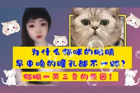 涨知识：为什么猫咪的眼睛早中晚的瞳孔都不一样？猫眼一天三变！