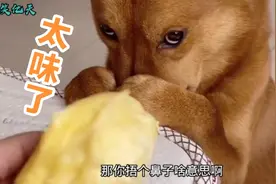 狗：我宁愿去厕所吃热乎的，也不吃榴莲