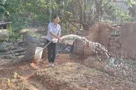 小清的菜园开始种上青菜了，每天给浇两次水视频封面