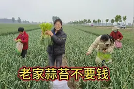 河南老家蒜苔没人要，地头三五成群随便揪，李欣也来体验一把！视频封面